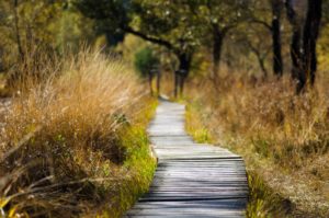 boardwalk